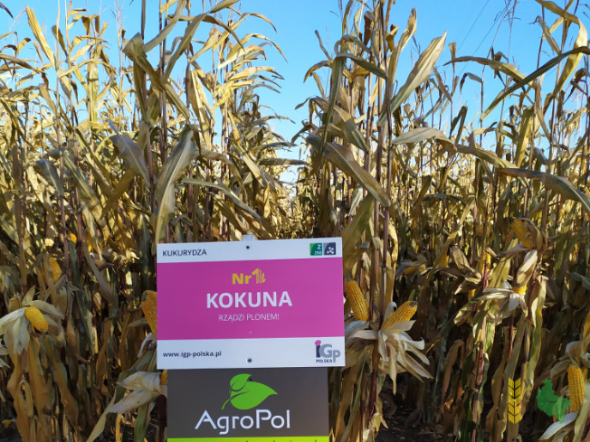 Zdjęcie kukurydzy KOKUNA z IGP Polska na polu demonstracyjnym w Sielinku 25.10.2021