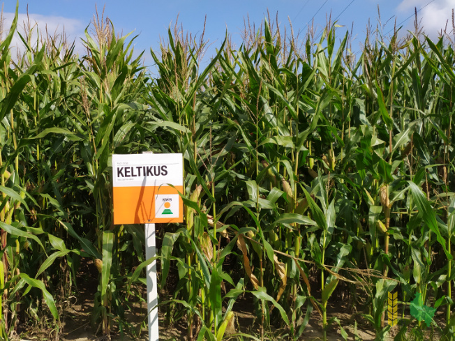 Zdjęcie kukurydzy KELTIKUS z KWS POLSKA na polu demonstracyjnym w Sielinku 14.09.2021