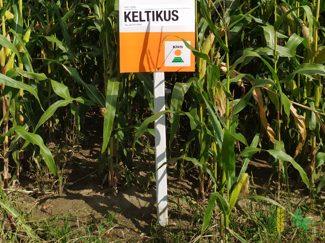 Zdjęcie kukurydzy KELTIKUS z KWS POLSKA na polu demonstracyjnym w Sielinku 14.09.2021