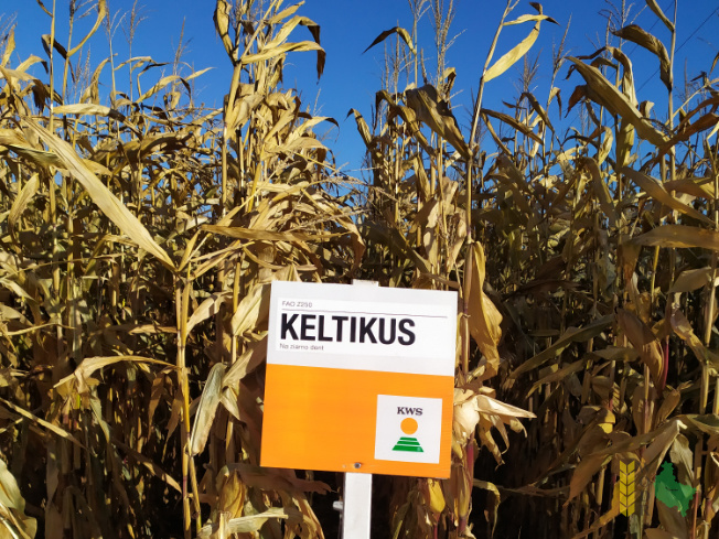 Zdjęcie kukurydzy KELTIKUS z KWS POLSKA na polu demonstracyjnym w Sielinku 25.10.2021