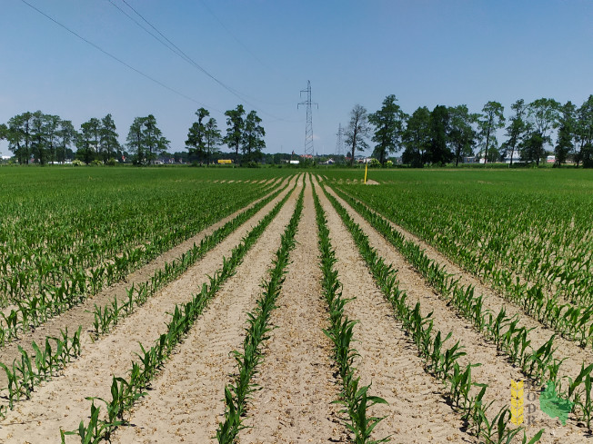 Zdjęcie kukurydzy KIDEMOS z KWS POLSKA na polu demonstracyjnym w Sielinku 08.06.2021