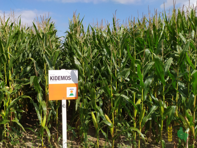 Zdjęcie kukurydzy KIDEMOS z KWS POLSKA na polu demonstracyjnym w Sielinku 14.09.2021