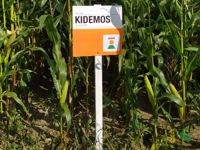 Zdjęcie kukurydzy KIDEMOS z KWS POLSKA na polu demonstracyjnym w Sielinku 14.09.2021