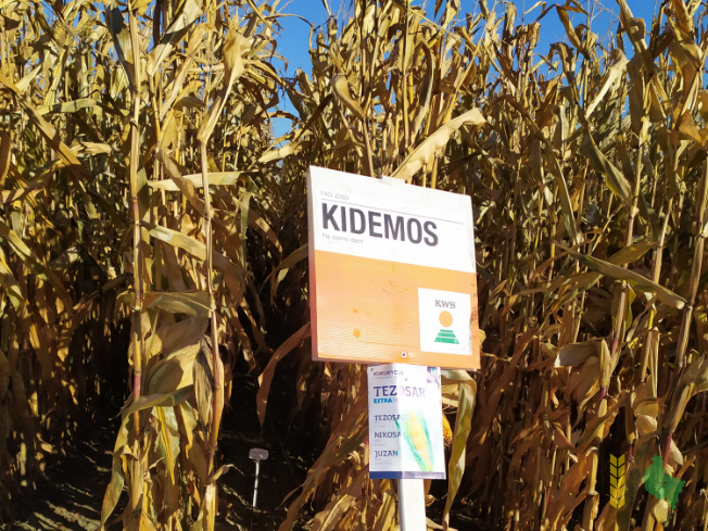 Zdjęcie kukurydzy KIDEMOS z KWS POLSKA na polu demonstracyjnym w Sielinku 25.10.2021