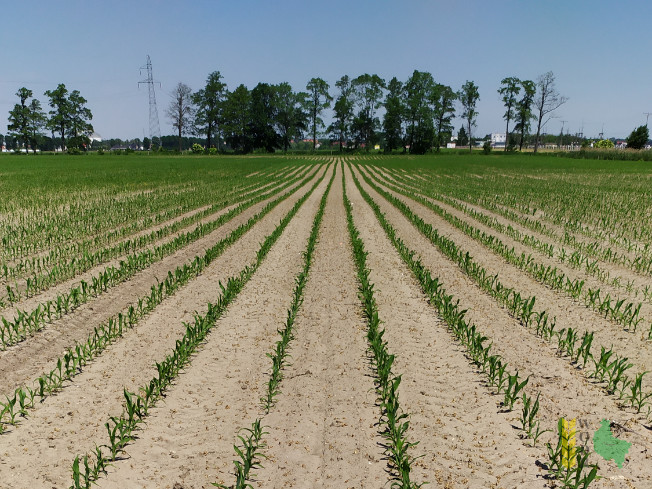 Zdjęcie kukurydzy KOLETIS z KWS POLSKA na polu demonstracyjnym w Sielinku 08.06.2021