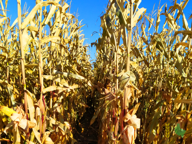 Zdjęcie kukurydzy KOLETIS z KWS POLSKA na polu demonstracyjnym w Sielinku 25.10.2021