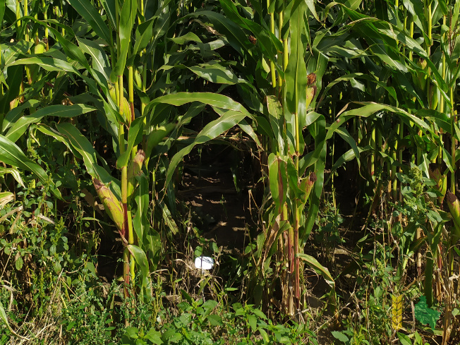 Zdjęcie kukurydzy KOLETIS - Wariant 1. Korn-Kali 400 kg na ha + w czasie siewu Polidap 150 kg na ha z KWS POLSKA na polu demonstracyjnym w Sielinku 14.09.2021