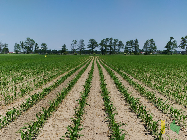 Zdjęcie kukurydzy ES CONSTELLATION z LIDEA Seeds na polu demonstracyjnym w Sielinku 08.06.2021