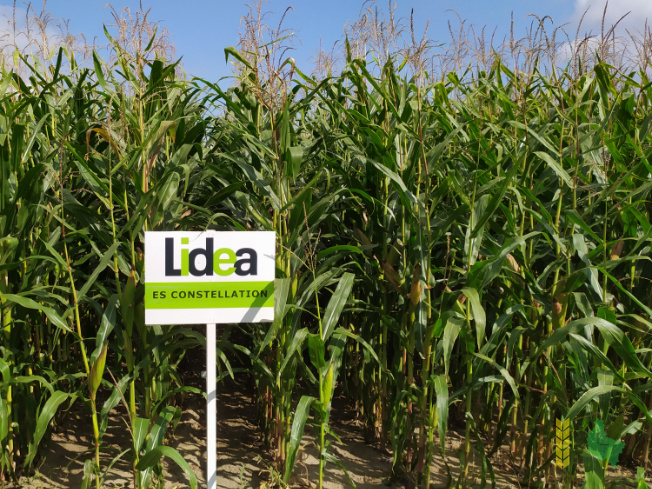 Zdjęcie kukurydzy ES CONSTELLATION z LIDEA Seeds na polu demonstracyjnym w Sielinku 14.09.2021