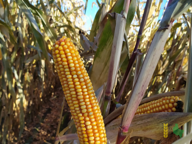 Zdjęcie kukurydzy ES CONSTELLATION z LIDEA Seeds na polu demonstracyjnym w Sielinku 25.10.2021