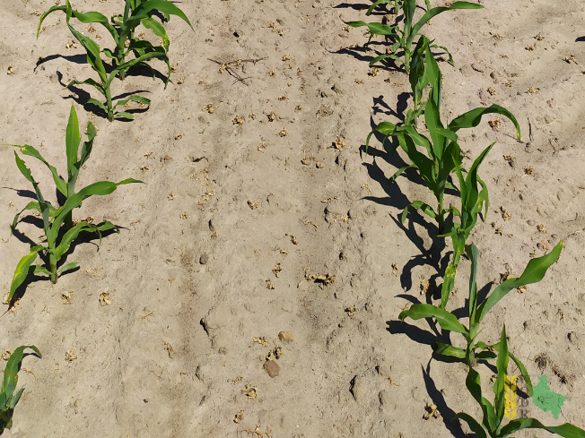 Zdjęcie kukurydzy ES DISCOVER z LIDEA Seeds na polu demonstracyjnym w Sielinku 08.06.2021