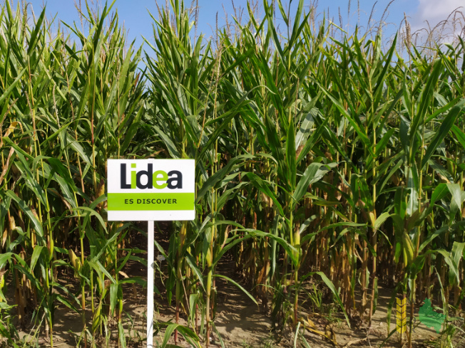 Zdjęcie kukurydzy ES DISCOVER z LIDEA Seeds na polu demonstracyjnym w Sielinku 14.09.2021
