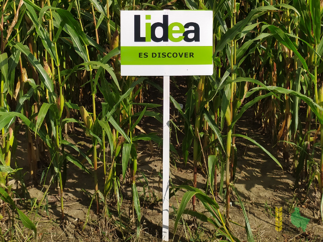 Zdjęcie kukurydzy ES DISCOVER z LIDEA Seeds na polu demonstracyjnym w Sielinku 14.09.2021