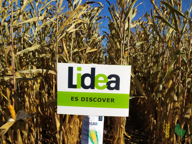 Zdjęcie kukurydzy ES DISCOVER z LIDEA Seeds na polu demonstracyjnym w Sielinku 25.10.2021