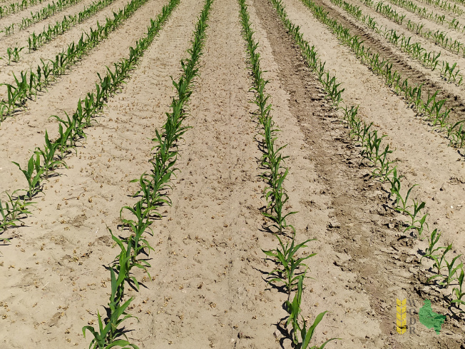 Zdjęcie kukurydzy ES FARADAY z LIDEA Seeds na polu demonstracyjnym w Sielinku 08.06.2021