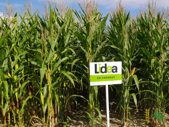 Zdjęcie kukurydzy ES FARADAY z LIDEA Seeds na polu demonstracyjnym w Sielinku 14.09.2021
