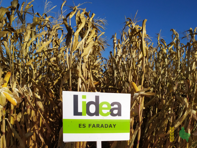 Zdjęcie kukurydzy ES FARADAY z LIDEA Seeds na polu demonstracyjnym w Sielinku 25.10.2021