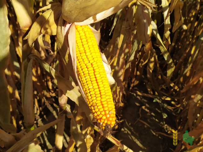 Zdjęcie kukurydzy ES FARADAY z LIDEA Seeds na polu demonstracyjnym w Sielinku 25.10.2021