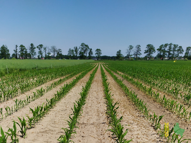 Zdjęcie kukurydzy ES FIELDGOLD z LIDEA Seeds na polu demonstracyjnym w Sielinku 08.06.2021