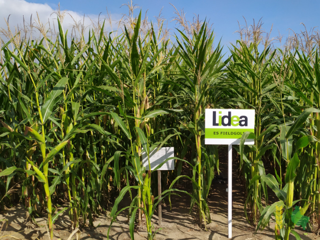 Zdjęcie kukurydzy ES FIELDGOLD z LIDEA Seeds na polu demonstracyjnym w Sielinku 14.09.2021