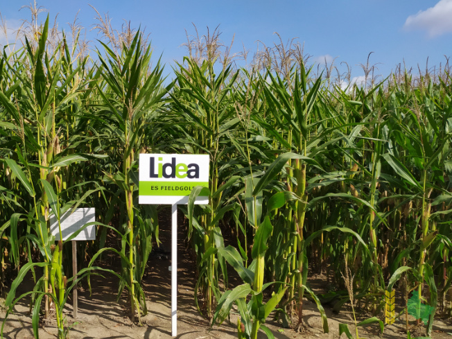 Zdjęcie kukurydzy ES FIELDGOLD z LIDEA Seeds na polu demonstracyjnym w Sielinku 14.09.2021