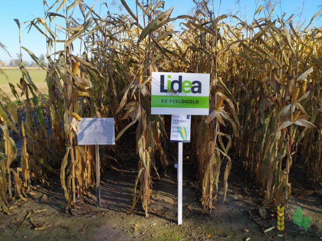 Zdjęcie kukurydzy ES Fieldgold z LIDEA Seeds na polu demonstracyjnym w Sielinku 25.10.2021