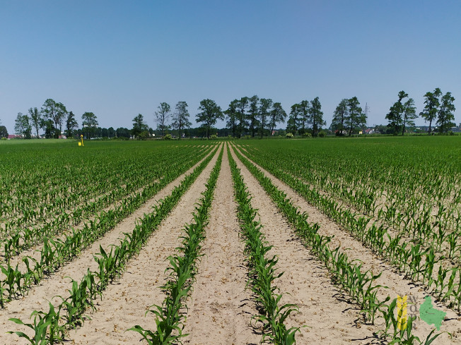 Zdjęcie kukurydzy ES INVENTIVE z LIDEA Seeds na polu demonstracyjnym w Sielinku 08.06.2021