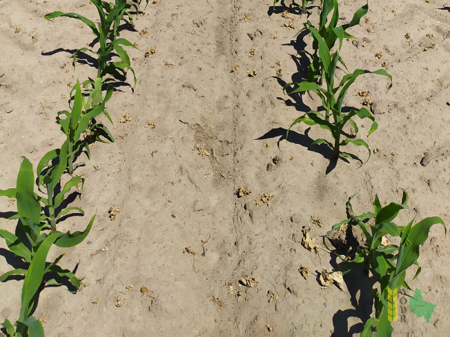 Zdjęcie kukurydzy ES INVENTIVE z LIDEA Seeds na polu demonstracyjnym w Sielinku 08.06.2021