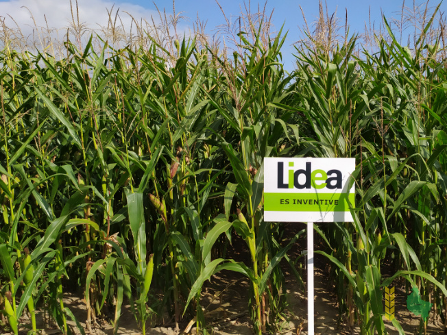 Zdjęcie kukurydzy ES INVENTIVE z LIDEA Seeds na polu demonstracyjnym w Sielinku 14.09.2021
