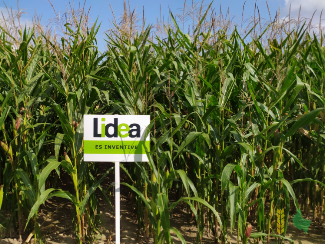 Zdjęcie kukurydzy ES INVENTIVE z LIDEA Seeds na polu demonstracyjnym w Sielinku 14.09.2021