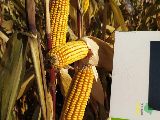 Zdjęcie kukurydzy ES INVENTIVE z LIDEA Seeds na polu demonstracyjnym w Sielinku 25.10.2021