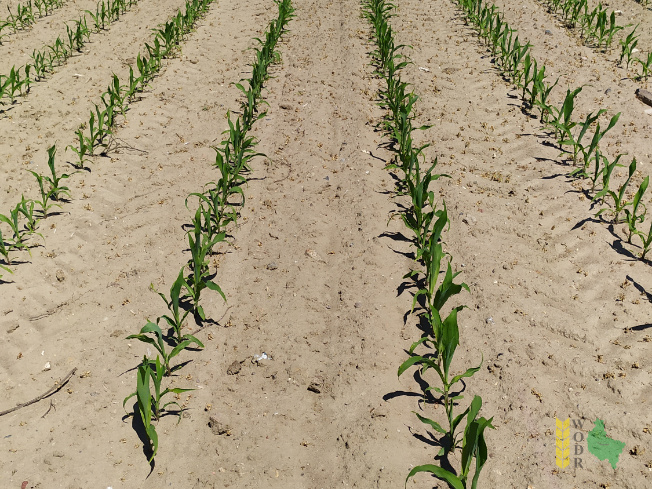 Zdjęcie kukurydzy ES MIDWAY z LIDEA Seeds na polu demonstracyjnym w Sielinku 08.06.2021