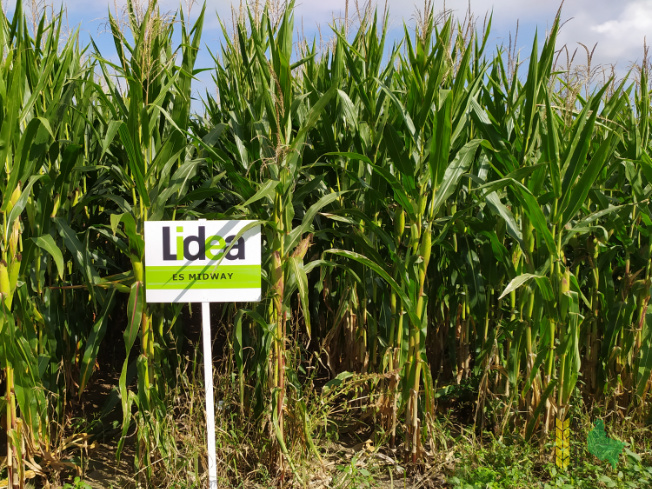 Zdjęcie kukurydzy ES MIDWAY z LIDEA Seeds na polu demonstracyjnym w Sielinku 14.09.2021