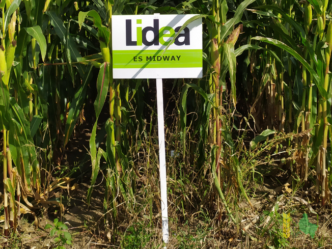 Zdjęcie kukurydzy ES MIDWAY z LIDEA Seeds na polu demonstracyjnym w Sielinku 14.09.2021