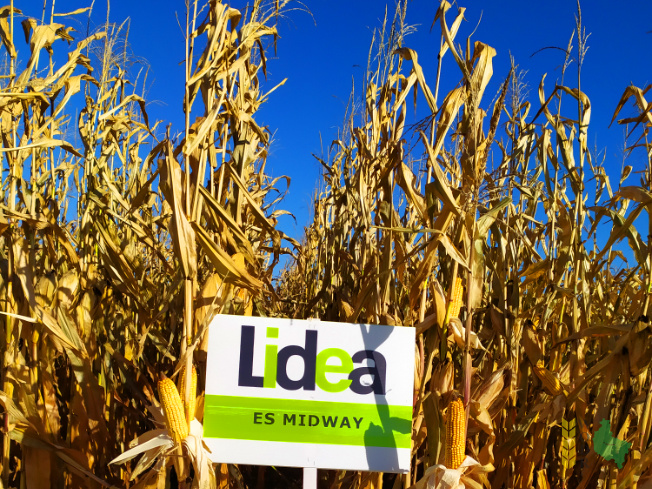 Zdjęcie kukurydzy ES MIDWAY z LIDEA Seeds na polu demonstracyjnym w Sielinku 25.10.2021