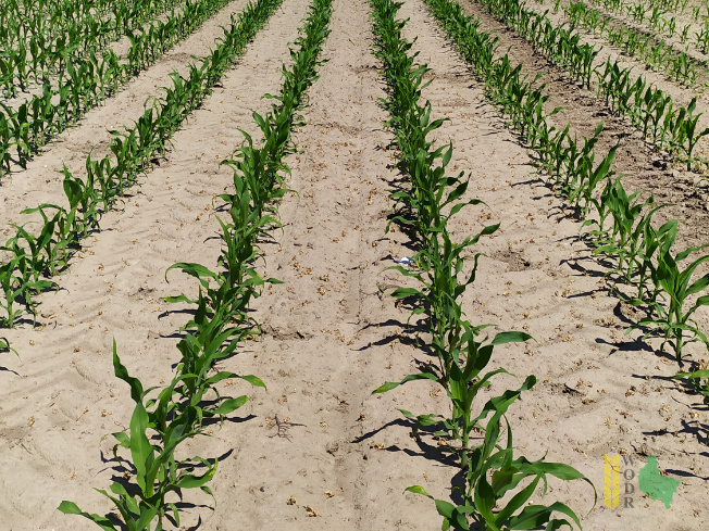 Zdjęcie kukurydzy ES MYFRIEND z LIDEA Seeds na polu demonstracyjnym w Sielinku 08.06.2021