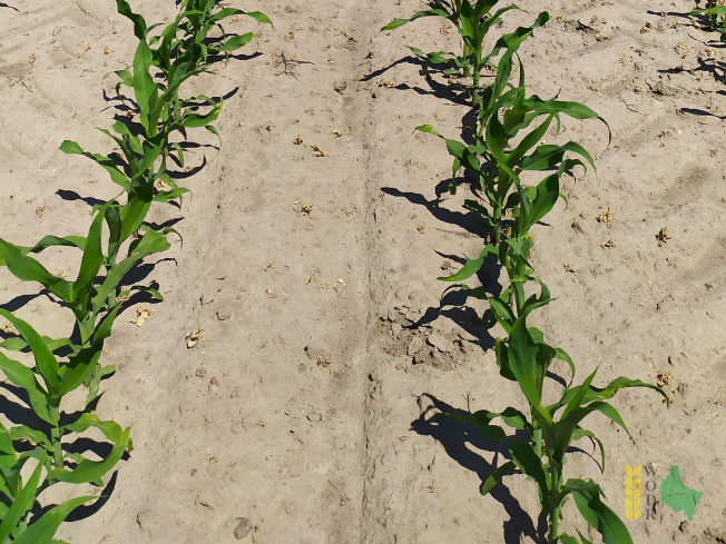 Zdjęcie kukurydzy ES MYFRIEND z LIDEA Seeds na polu demonstracyjnym w Sielinku 08.06.2021