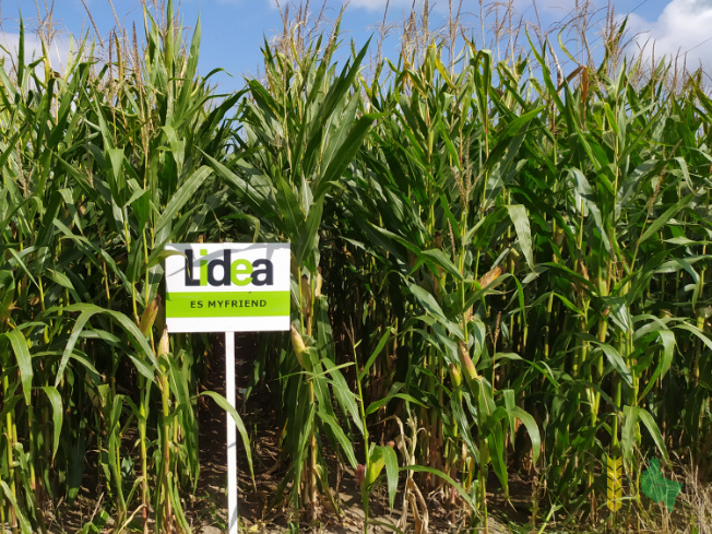 Zdjęcie kukurydzy ES MYFRIEND z LIDEA Seeds na polu demonstracyjnym w Sielinku 14.09.2021