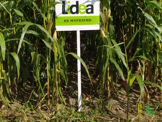 Zdjęcie kukurydzy ES MYFRIEND z LIDEA Seeds na polu demonstracyjnym w Sielinku 14.09.2021