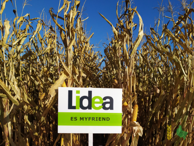 Zdjęcie kukurydzy ES MYFRIEND z LIDEA Seeds na polu demonstracyjnym w Sielinku 25.10.2021