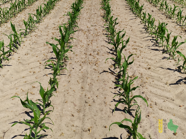 Zdjęcie kukurydzy ES RUNWAY z LIDEA Seeds na polu demonstracyjnym w Sielinku 08.06.2021