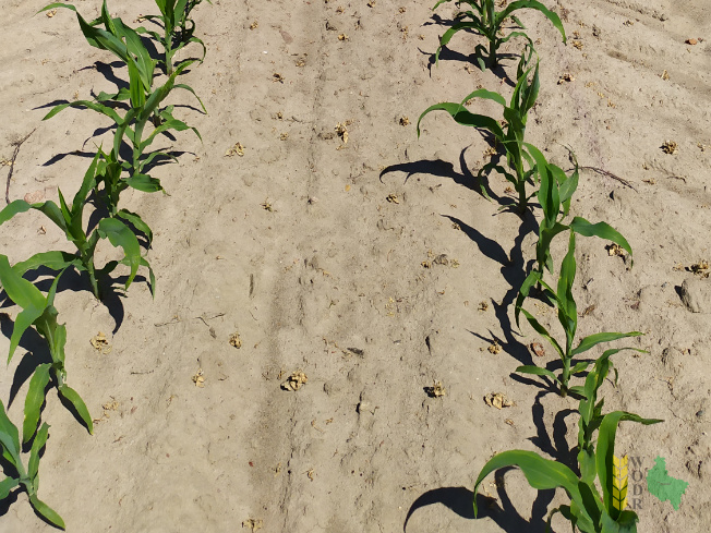 Zdjęcie kukurydzy ES RUNWAY z LIDEA Seeds na polu demonstracyjnym w Sielinku 08.06.2021