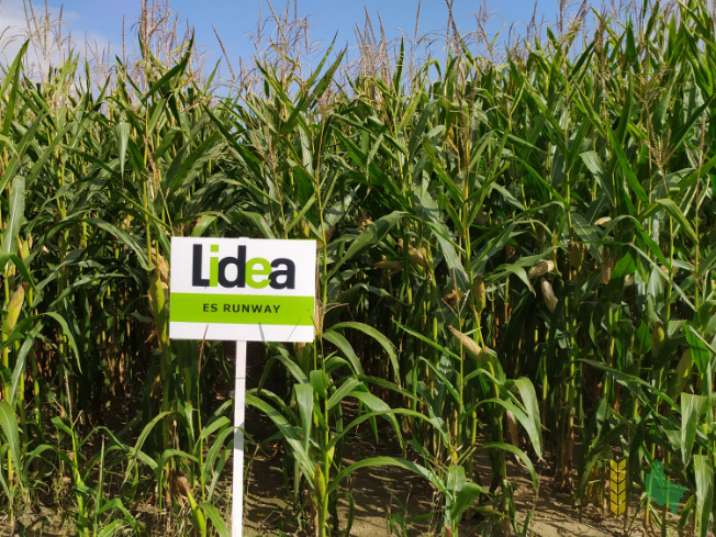 Zdjęcie kukurydzy ES RUNWAY z LIDEA Seeds na polu demonstracyjnym w Sielinku 14.09.2021