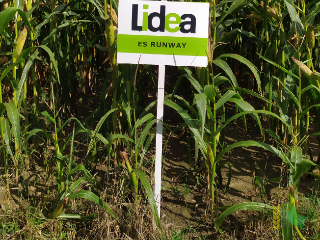 Zdjęcie kukurydzy ES RUNWAY z LIDEA Seeds na polu demonstracyjnym w Sielinku 14.09.2021