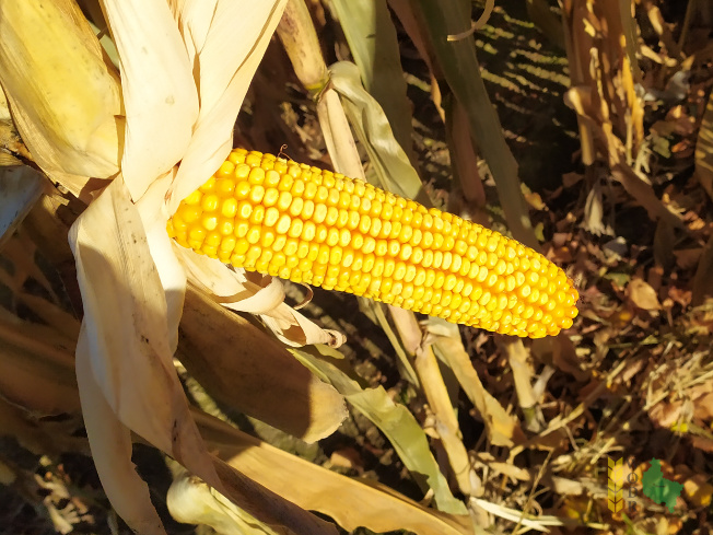 Zdjęcie kukurydzy ES RUNWAY z LIDEA Seeds na polu demonstracyjnym w Sielinku 25.10.2021