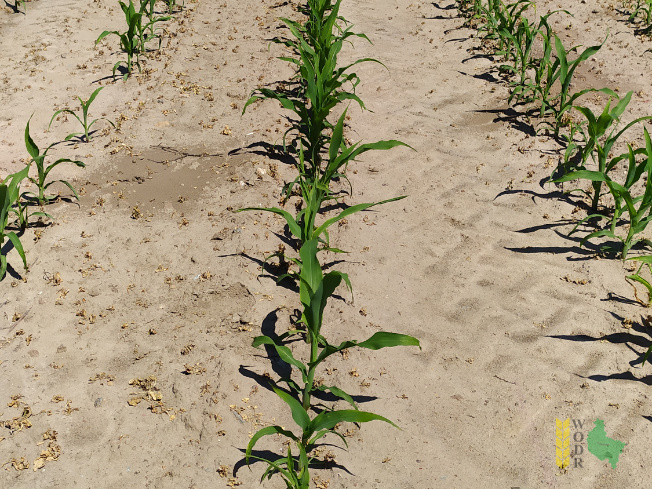 Zdjęcie kukurydzy ES YAKARI z LIDEA Seeds na polu demonstracyjnym w Sielinku 08.06.2021