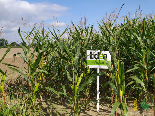 Zdjęcie kukurydzy ES YAKARI z LIDEA Seeds na polu demonstracyjnym w Sielinku 14.09.2021