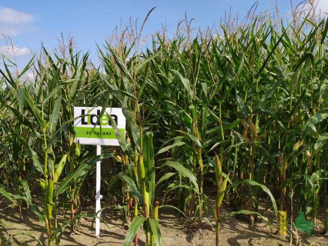 Zdjęcie kukurydzy ES YAKARI z LIDEA Seeds na polu demonstracyjnym w Sielinku 14.09.2021