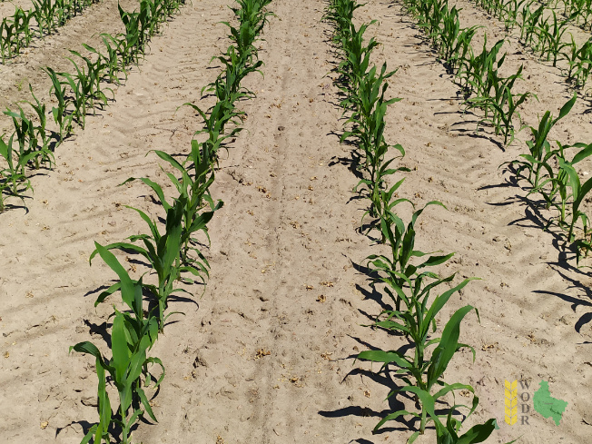 Zdjęcie kukurydzy ESZ 20208 z LIDEA Seeds na polu demonstracyjnym w Sielinku 08.06.2021