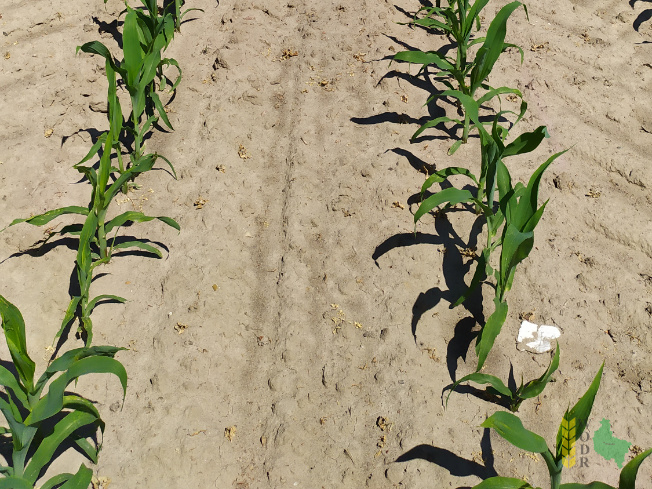 Zdjęcie kukurydzy ESZ 20208 z LIDEA Seeds na polu demonstracyjnym w Sielinku 08.06.2021